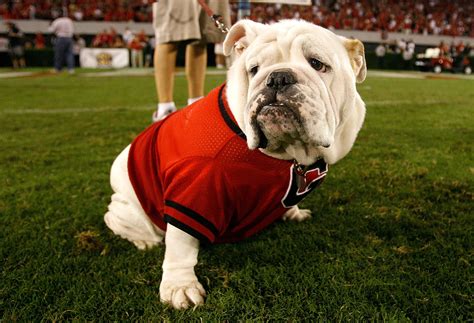 Uga and the Community: How the University of Georgia Mascot Gives Back